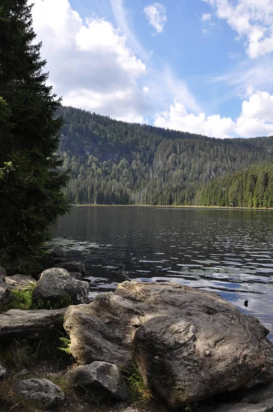 Vackert Landskap Med Älv Och Skog — Stockfoto