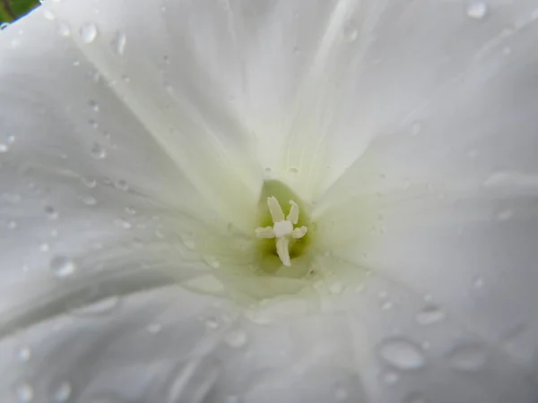 Bela Flor Branca Molhada Com Macro Detalhe Natural — Fotografia de Stock