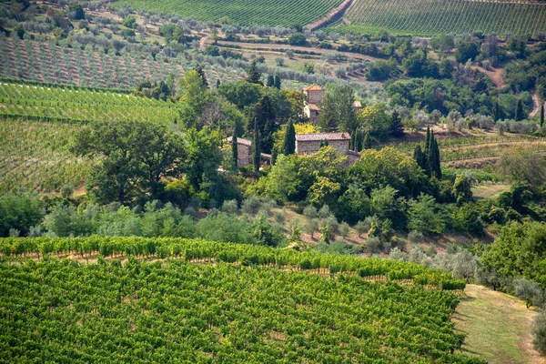 Vinice Regionu Chianti Toskánsko Itálie — Stock fotografie