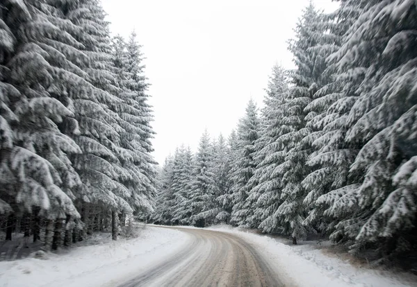 Bosque Invierno Las Montañas — Foto de Stock