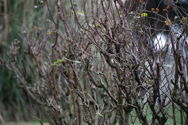 Stachelige Sträucher Rosengewächse Für Den Winter Geschnitten Eingebettet Einen Traurigen — Stockfoto