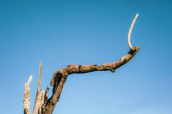 Μαραμένο Κλαδί Παλιού Δέντρου Γαλάζιο Ουρανό — Φωτογραφία Αρχείου