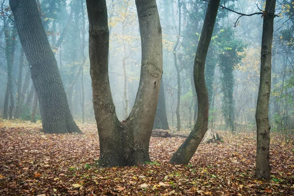 Bosque Otoñal Con Árboles Hojas — Foto de Stock