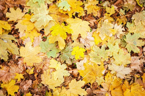 Yellow Leaves Autumn Ground Forest — Stock Photo, Image