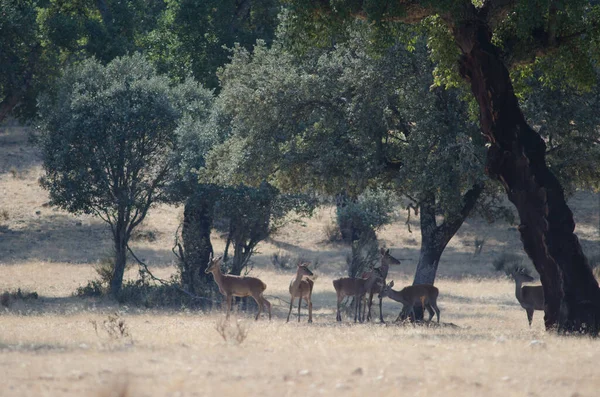 Een Kudde Wilde Paarden Het Bos — Stockfoto