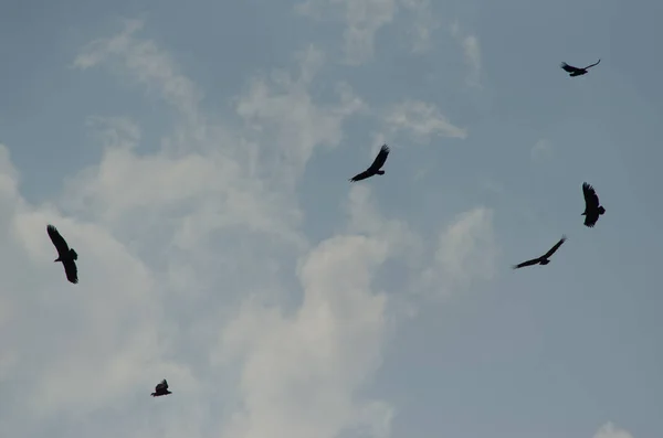 Rebanho Pássaros Voando Céu — Fotografia de Stock