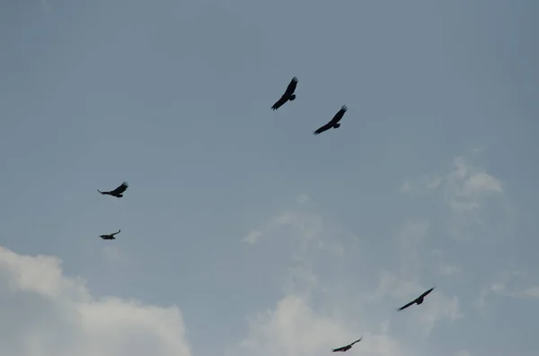 Gaivota Voando Céu — Fotografia de Stock