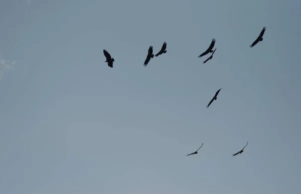 Rebanho Gaivotas Voando Céu — Fotografia de Stock