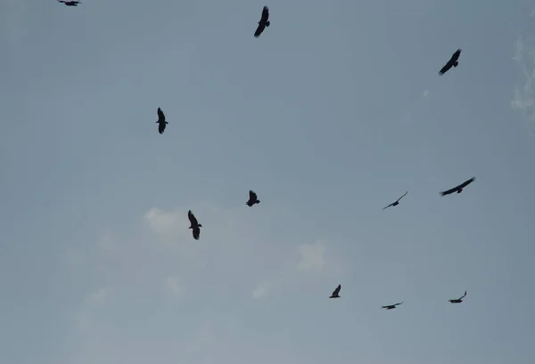 Rebanho Pássaros Voando Céu — Fotografia de Stock