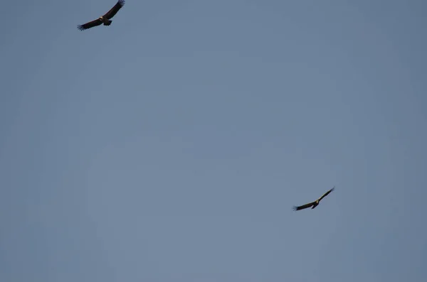 Gaviota Volando Cielo — Foto de Stock