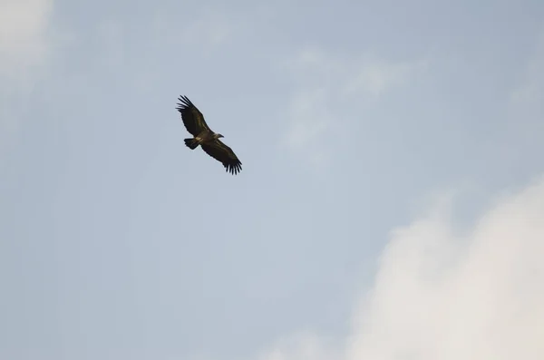 Uma Grande Águia Voando Céu — Fotografia de Stock