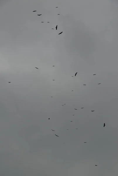 Rebanho Gaivotas Voando Céu — Fotografia de Stock