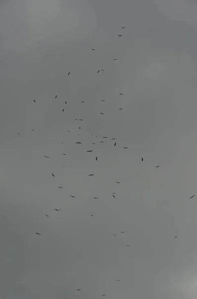 Rebanho Pássaros Céu — Fotografia de Stock