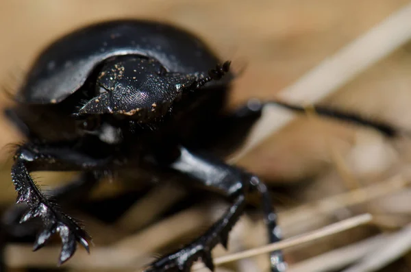 Nahaufnahme Von Insekten Selektiver Fokus — Stockfoto