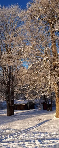 Winter Landscape Snow Covered Trees — Stock Photo, Image