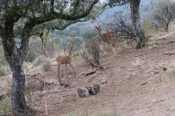 Una Mandria Animali Selvatici Nella Savana Kenya — Foto Stock