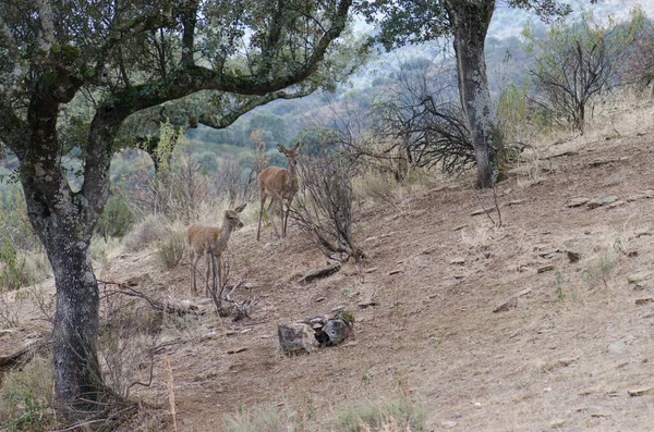 Grupo Animales Salvajes Sabana Kenya —  Fotos de Stock