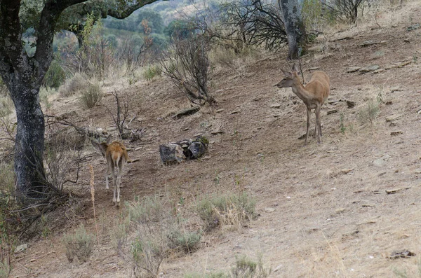 ケニアのサバンナで野生動物のグループが — ストック写真