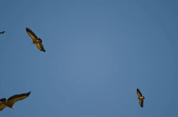 Aves Voadoras Céu — Fotografia de Stock