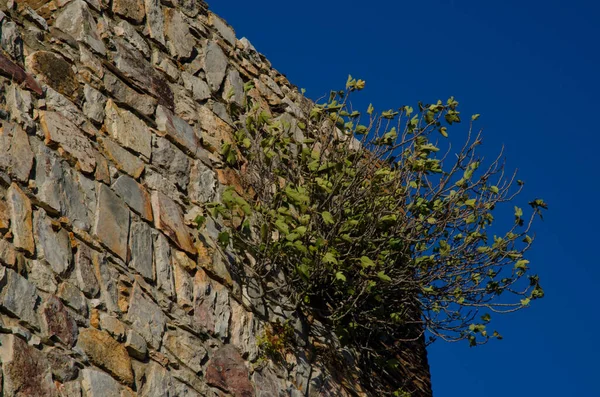 Common Fig Ficus Carica Growing Wall Monfrague Castle Monfrague National — Stock Photo, Image