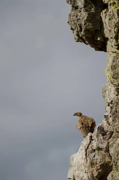 Pájaro Sobre Una Roca Bosque — Foto de Stock