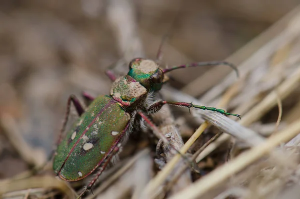 Close Bug Natureza Selvagem — Fotografia de Stock