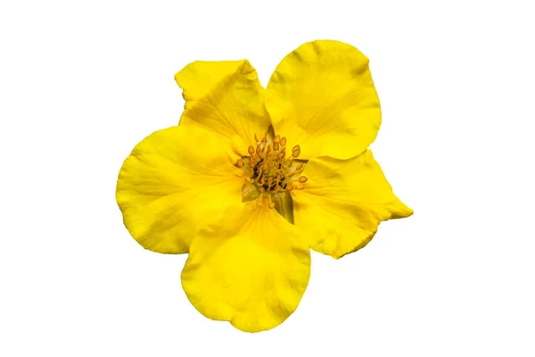 Potentilla Goldfinger Cinquefoil Κομμένο Και Απομονωμένο Λευκό Φόντο — Φωτογραφία Αρχείου