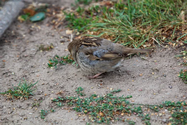 Small Sparrow Sits Path Pecks Ground — Stock Photo, Image