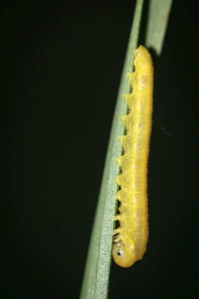 Желтая Гусеница Травинке — стоковое фото