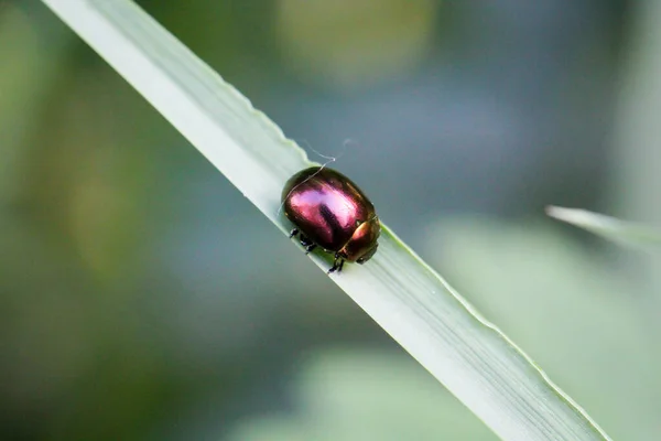 Purple Iridescent Beetle Leaf Grass — Stock Photo, Image