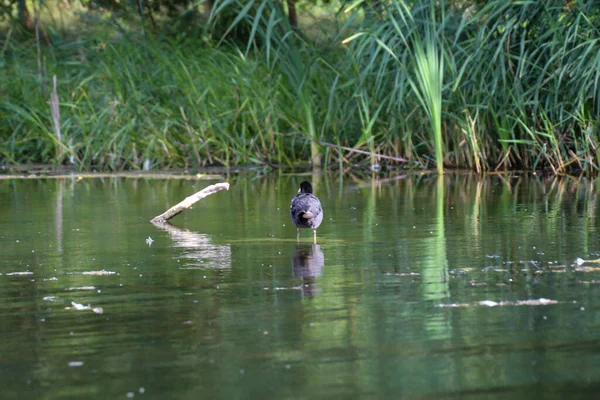 Moorhen Coot Stoi Upadłym Drzewie Stawie — Zdjęcie stockowe