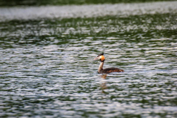 Grande Grebe Crested Nada Uma Lagoa — Fotografia de Stock