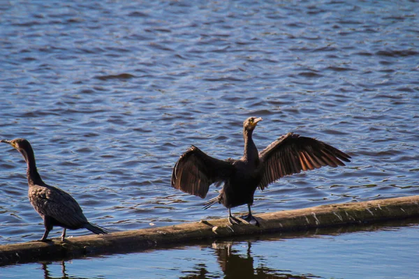 Ein Kormoran Mit Ausgestreckten Flügeln Positioniert Sich — Stockfoto