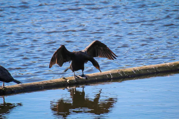 Ein Kormoran Mit Ausgestreckten Flügeln Positioniert Sich — Stockfoto