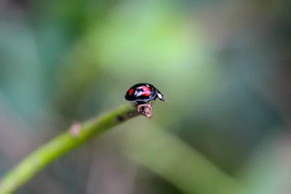 Primo Piano Una Coccinella Nera Con Macchie Rosse — Foto Stock