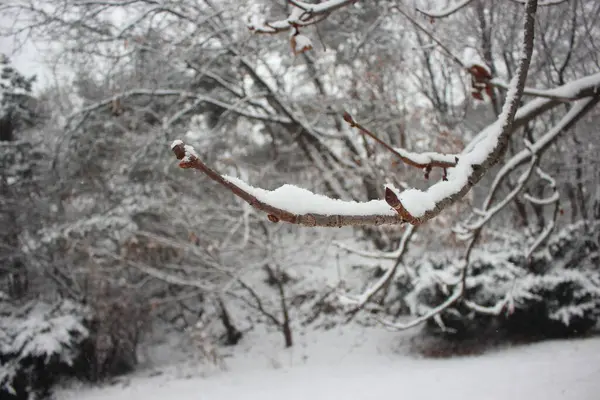 Nieve Suelo Ramas Árboles Invierno Temporada Nevadas Diciembre Enero — Foto de Stock