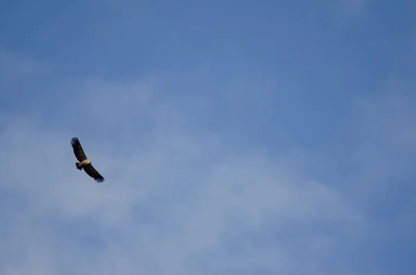 Pássaro Voando Céu — Fotografia de Stock