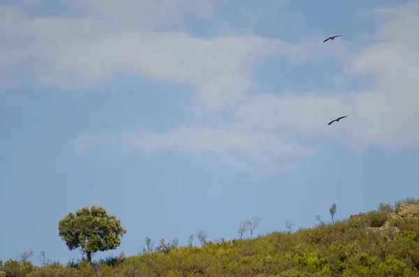 Troupeau Oiseaux Dans Ciel — Photo