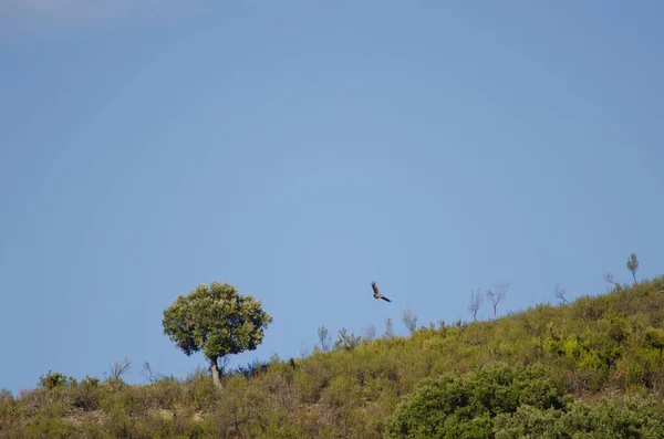 Rebanho Pássaros Céu — Fotografia de Stock