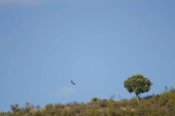 Rebanho Pássaros Céu — Fotografia de Stock