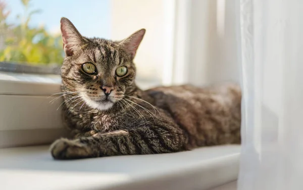 Graubraun Gestromte Katze Entspannt Auf Fenstersims Sonne Scheint Ihm Entgegen — Stockfoto