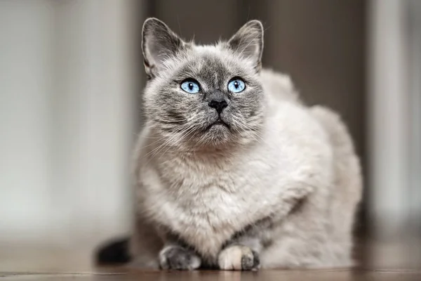 Gato Gris Mayor Con Ojos Azules Penetrantes Tendido Suelo Madera — Foto de Stock