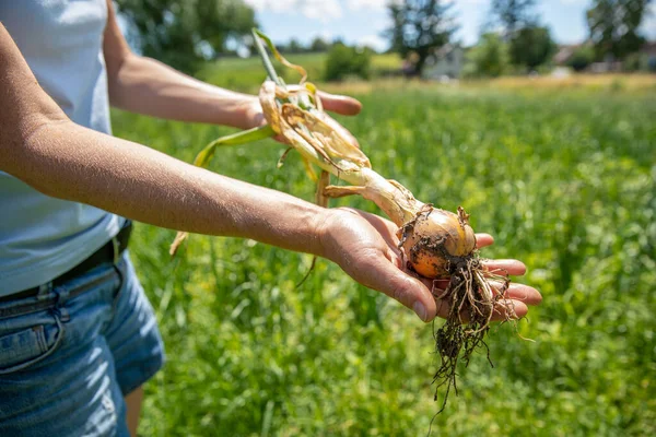 Cultivar Hortalizas Jardín — Foto de Stock