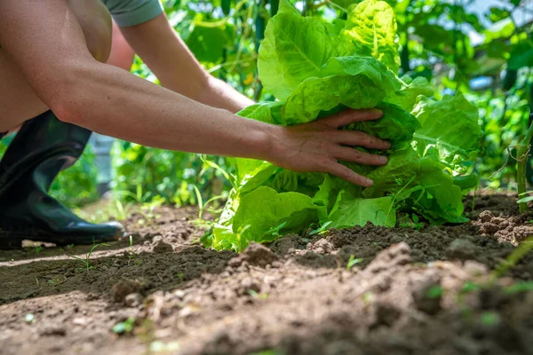 Lechuga Cultivada Invernadero Granja Ecológica Sin Productos Químicos — Foto de Stock