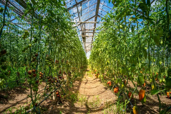 Ripe Red Tomatoes Organic Quality Greenhouse — Stock Photo, Image