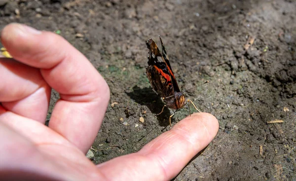 Бабочка Женской Руке Заповеднике — стоковое фото