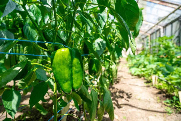 Πράσινες Πιπεριές Που Καλλιεργούνται Θερμοκήπιο Βιολογικό Αγρόκτημα — Φωτογραφία Αρχείου