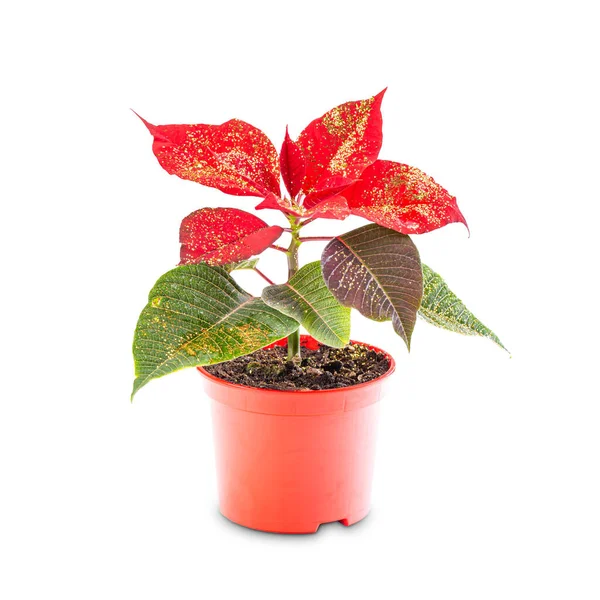 Red Poinsettia Flower Pot Isolated White Background — Stock Photo, Image