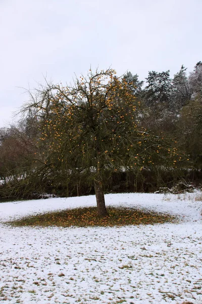 Árvore Maçã Com Maçãs Inverno Coberta Neve — Fotografia de Stock