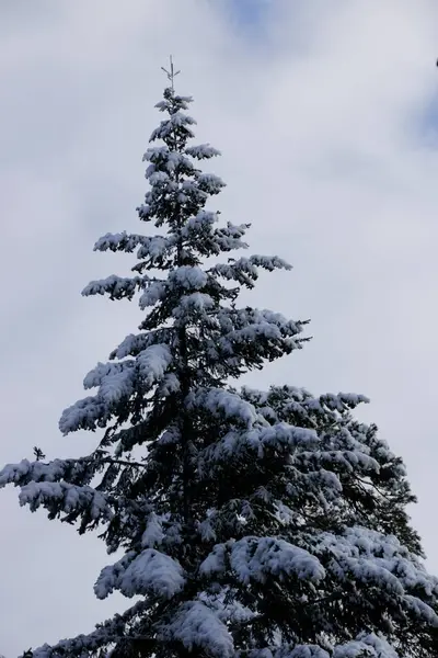 冬は雪に覆われた針葉樹 — ストック写真